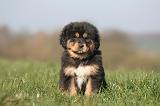 DOGUE DU TIBET 440